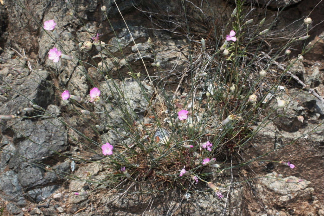Dianthus sylvestris ?? da determinare